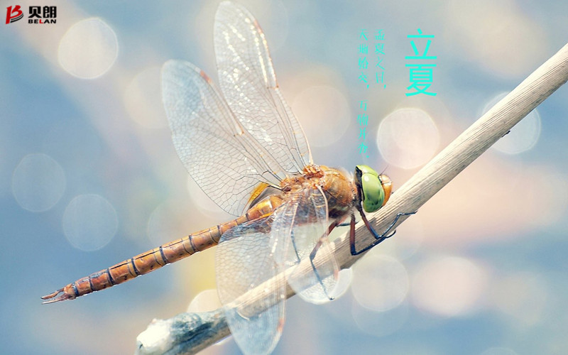 立夏啦！立夏啦！